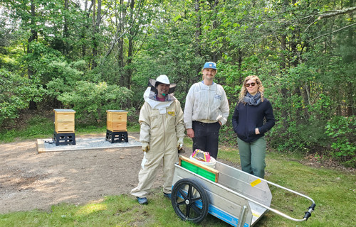 Village Green bee installation
